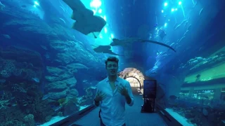 Shark Encounter at Dubai Aquarium and Underwater Zoo with Al Boom Diving