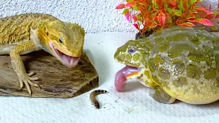 Bearded Dragon & African Bullfrog Eats Worms! Live Feeding Pets