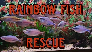 Rainbow Fish Rescue