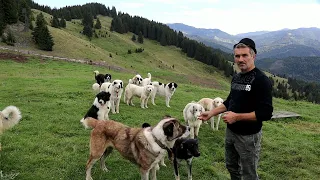 Stâna lui Costel Bondrea din muntele Batca, com. Tulgheș P1 2022