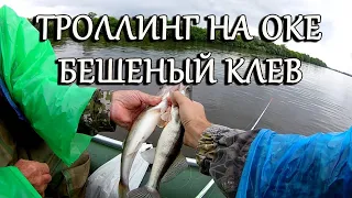 Рыбалка на Оке Спиннинг Троллингом Бешеный клёв