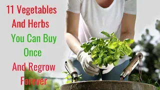 11 Vegetables And Herbs You Can Buy Once And Regrow Forever