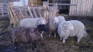 Топь - Тупая овца