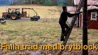 Fäller träd med vinsch (Vinscha med Zetor 7045)