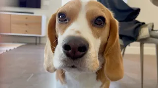 Cute beagle wakes up, demands lunch