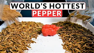 CAROLINA REAPER VS MEALWORMS