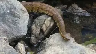 Water Moccasin Close Ups