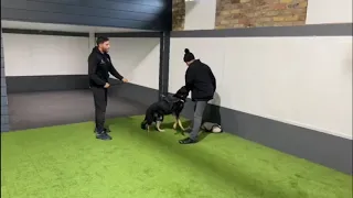 Ax in protection dog training the last 6 months