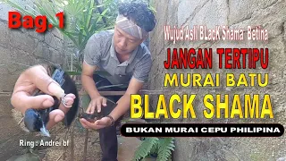 Mencetak murai batu Black Shama | harga Murai Batu Black Shama