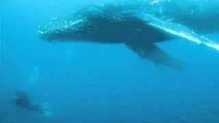 Aliwal Shoal Humpback Whale and Blacktip Sharks