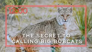 The Secret to Calling Big Bobcats | TPH 12 Minute Talks