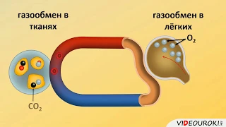 Газообмен в лёгких и тканях