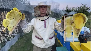 Як обєднати рій з бджолосімєю. Медозбір