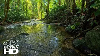 Experience Tranquility, Unwind Your Mind and Body with Soothing Rainforest Brook Sounds - 4K
