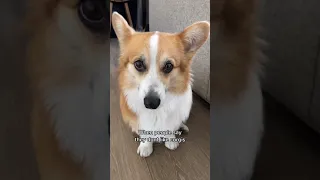 When People Say They DON'T Like Corgis | Tofu the Corgi | #shorts