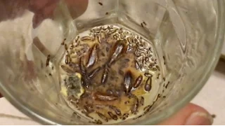 how to get rid of roaches  cockroaches  fast safe and no chemicals odder