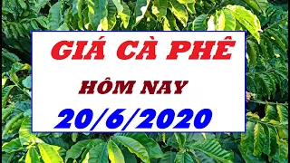 Giá cà phê hôm nay ngày 20/6/2020|Giá cà phê tăng nhẹ sau phiên sụt giảm