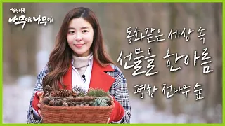 [나무야 나무야🌳 #13] 🎄천연 장식품들이 가득! 동화 속 세상같은 전나무 숲에서 얻은 아름다운 선물들 💖ㅣKBS 190201 방송