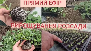 Вирощування РОЗСАДИ ВІД А ДО Я 🌱 ПРЯМИЙ ЕФІР З АГРОНОМ