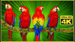 Colorful Macaw Parrots - Relaxing Music With Colorful Birds- 4K TV Screensaver
