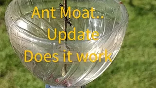 DIY hummingbird ant Moat does it work??