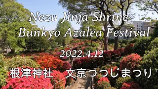 Nezu Jinja Shrine/Bunkyo Azalea Festival/根津神社/文京つつじまつり(2022.4.12) Rolling Strolling Tokyo