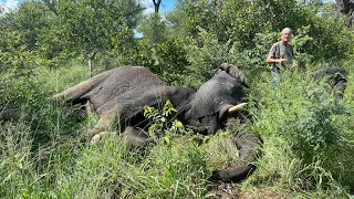 Elephant Bull, Mambo’s Rescue Mission! Helicopters, Vets & A Lot of Searching!