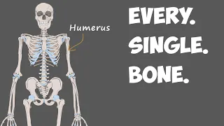 Every Bone in the Human Body