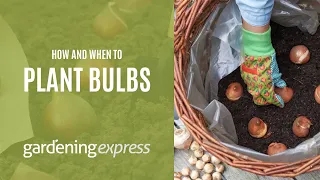 How & When to Plant Bulbs - Gardening Express