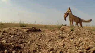 Coyote Predators | Natural World | BBC Earth