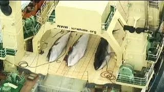 Япония собирается возобновить охоту на китов