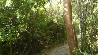 Walking @ Gumbo Limbo Trail, Everglades National Park, Florida, USA