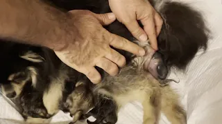 Pomeranian Giving birth to 5 puppies