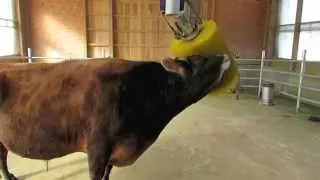 Dairy Bull Scratching himself with a Rotating Cattle Brush