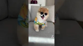 [Tiktok] Funny and Cute Pomeranian dog #35 #Shorts