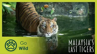 Malaysia's Last Tigers | Go Wild