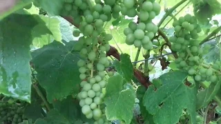 Growing grapes outdoors in cold climates.