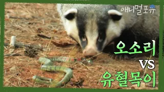 성질 사나운 오소리 vs 독사 유혈목이, 과연 승자는? | KBS 환경스페셜 060524 방송