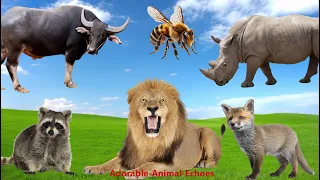 Happy Animal Farm Sounds: Raccoon, Bee,  Lion, Rhinoceros, Gray fox, Buffalo - Cute Animal Moments