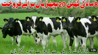 10 Top Australian cows for sale | purana chabba,Pakistan | Rana dairy farm