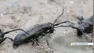 В Лесосибирске нашествие насекомых