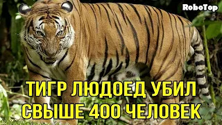 Тигр людоед убил свыше 400 человек