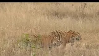 Лев против тигра в реальном бою