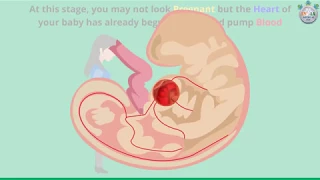 Baby’s Development at 5th Week of Pregnancy – Part 1