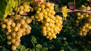6 самых частых вопросов начинающего виноградаря
