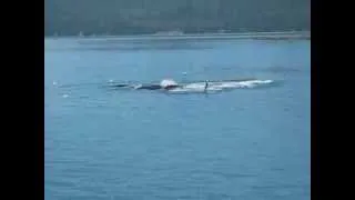 More Humpback Whale Bubble Net Feeding Near Juneau Alaska