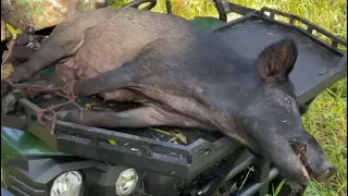 Dogs caught florida feral hogs