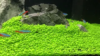 Aquarium carpet plant from seeds for $1 from Aliexpress/Ebay is it worth it??15 days growing