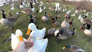 Helping Ducks And Geese Survive Winter (CUTE RARE DUCKS!)