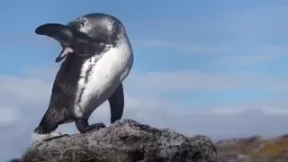 Galapagos Islands - Amazing Experience